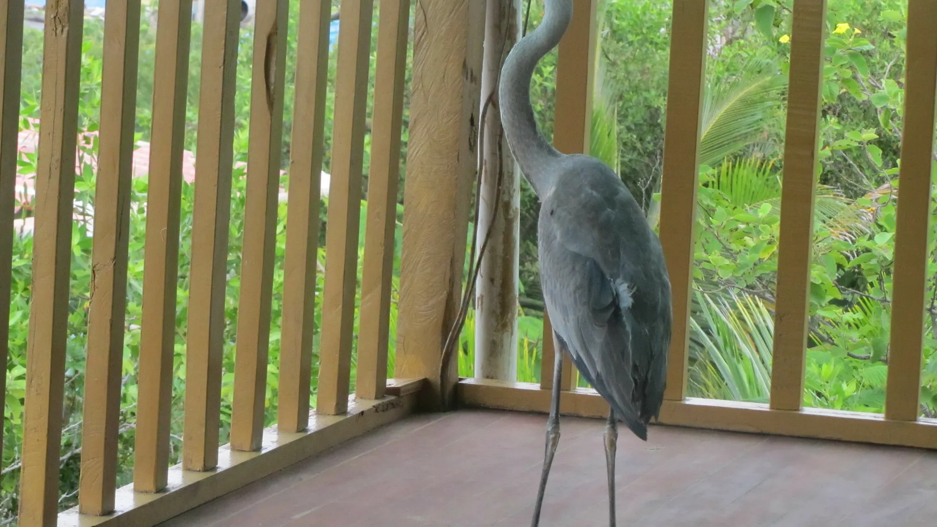 Bed & Breakfast Galapagos Chalet Puerto Ayora